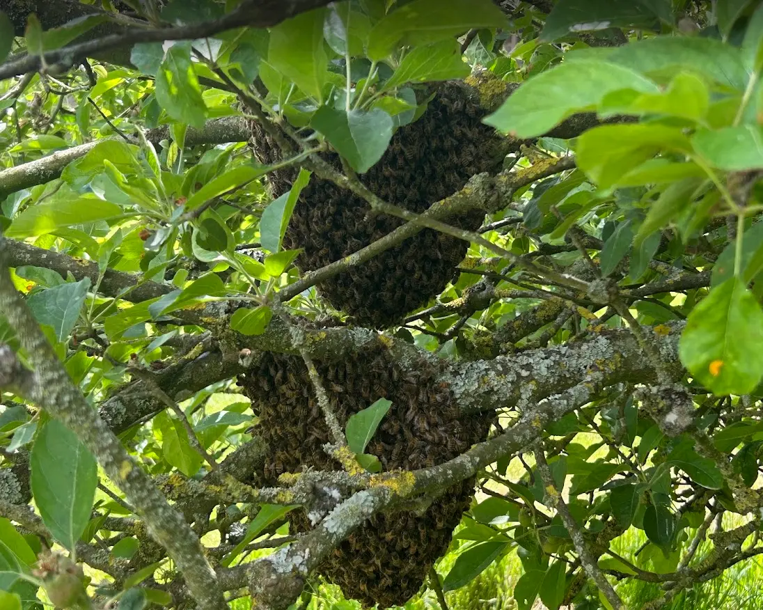 A swarm of bees gathered in a tree at Oakfield Farm