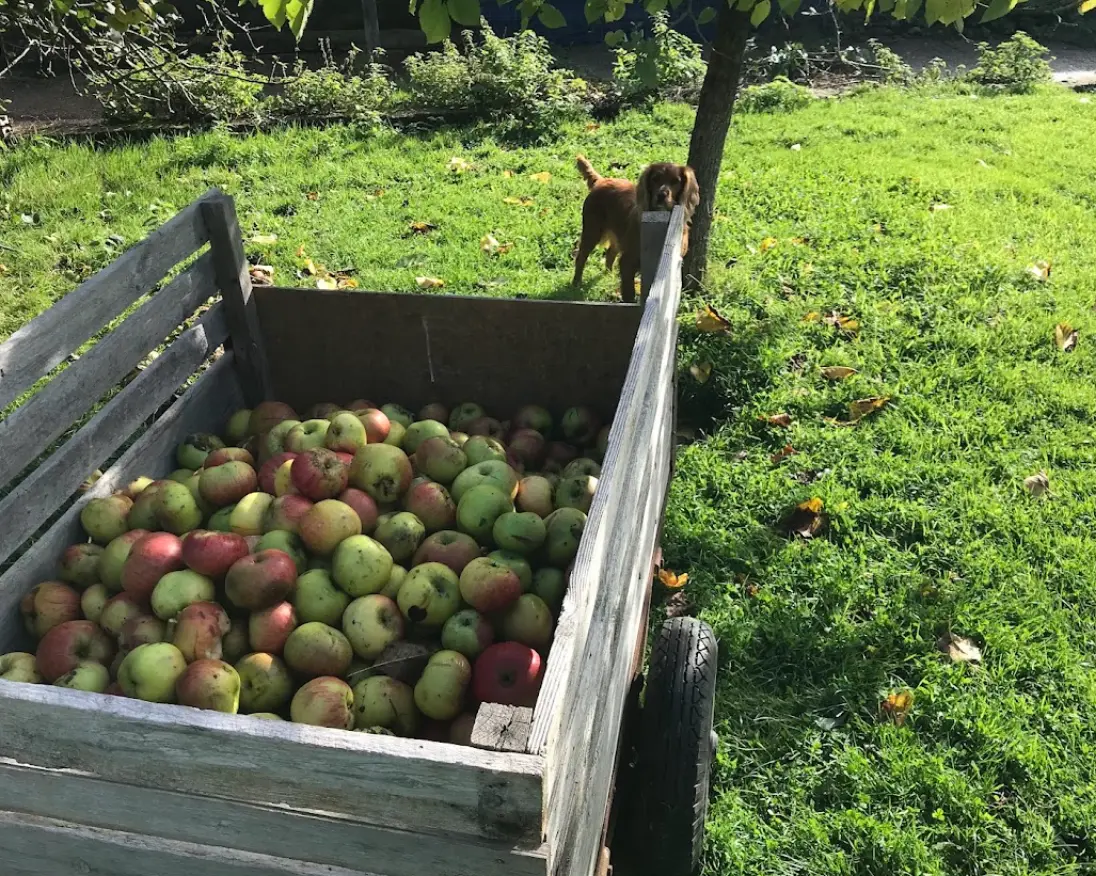 Apples gathered at Oakfield Farm in the autumn
